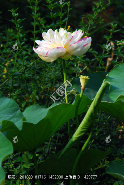 荷花
