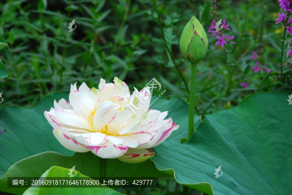 荷花