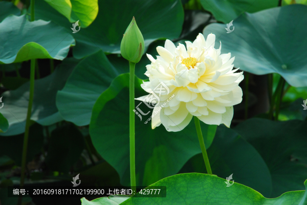 荷花