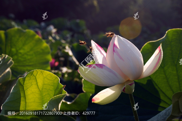 荷花