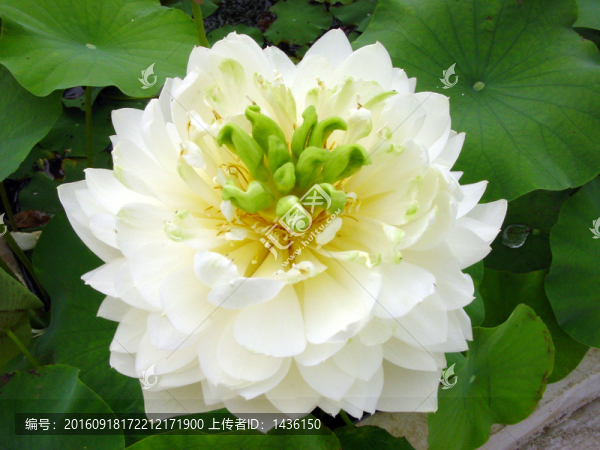 荷花