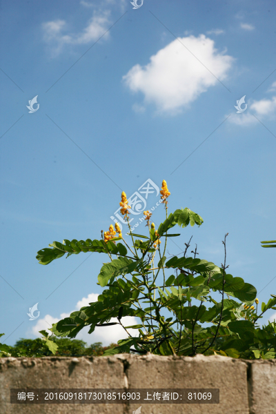 花卉