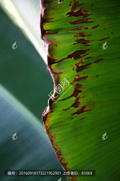 芭蕉葉