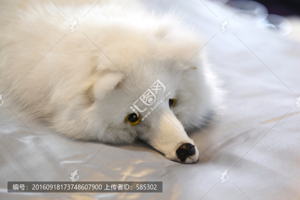 萌寵玩具擺件