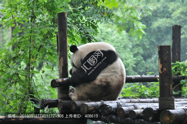 大熊貓