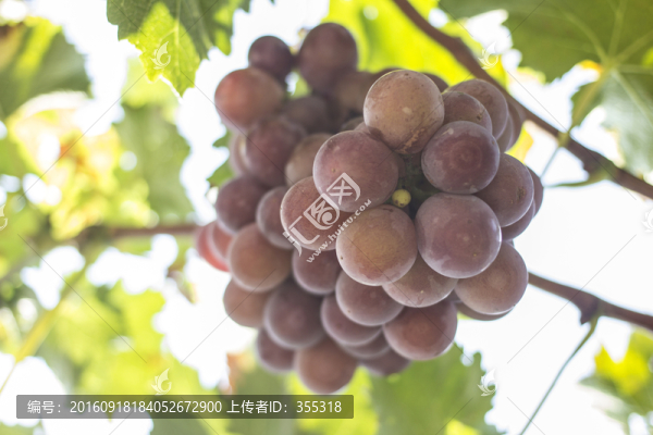 葡萄葡萄園,有機(jī)種植