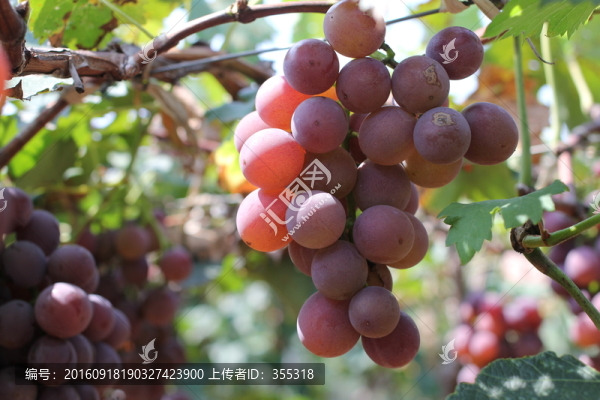 葡萄,葡萄園,有機(jī)種植