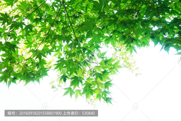 綠葉背景