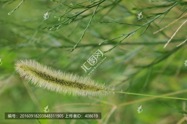 狗尾巴