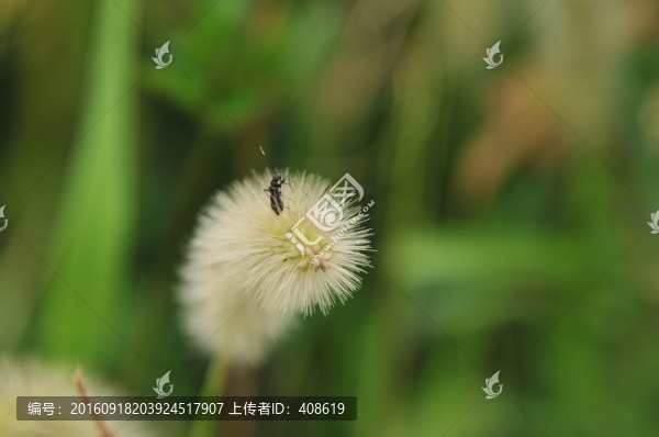 狗尾巴