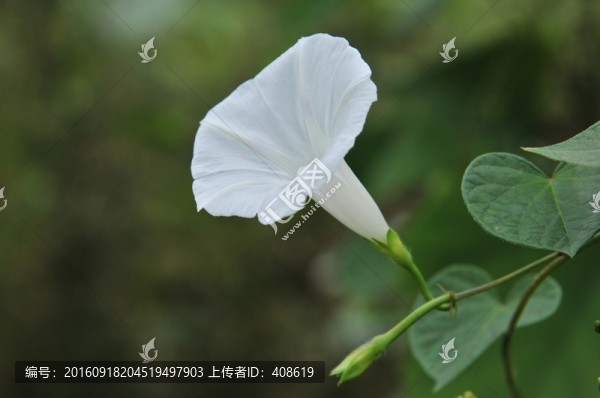 喇叭花