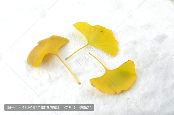 銀杏葉