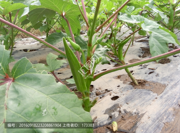 秋葵田