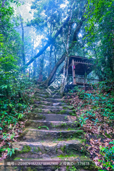 林間小路,大圍山森林公園