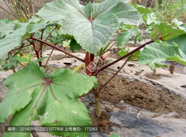 一株紅秋葵