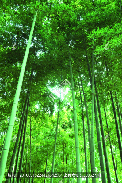 竹子,竹林