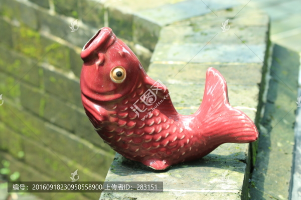 紅鯉魚
