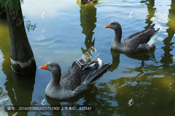 鵝