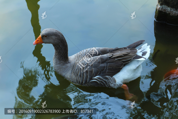 池塘中的鵝