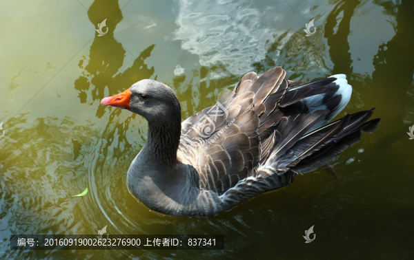 鵝