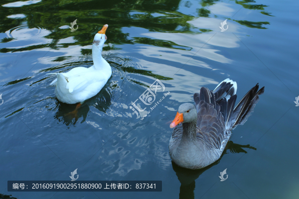 鵝