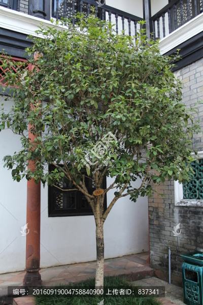 桂花樹