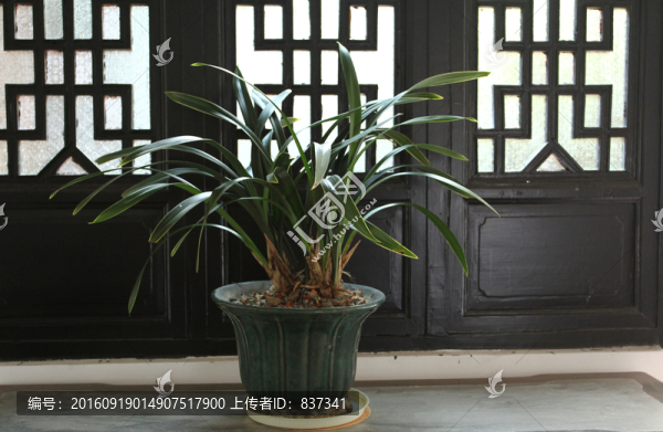 蘭花