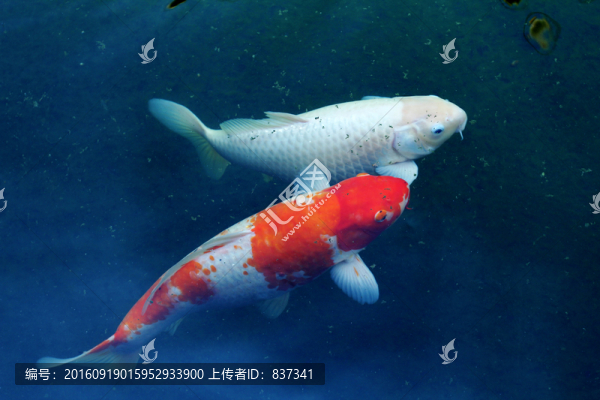鯉魚(yú)