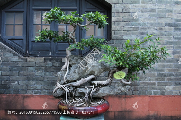 榕樹