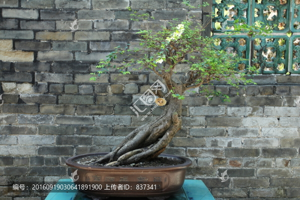 盆栽