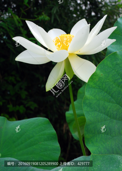 荷花,,白蓮