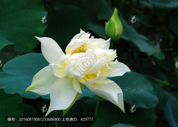 荷花