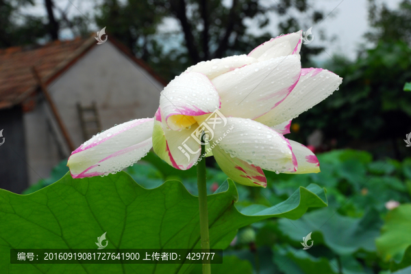 荷花,荷花池,,荷塘