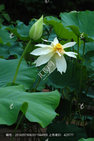 荷花