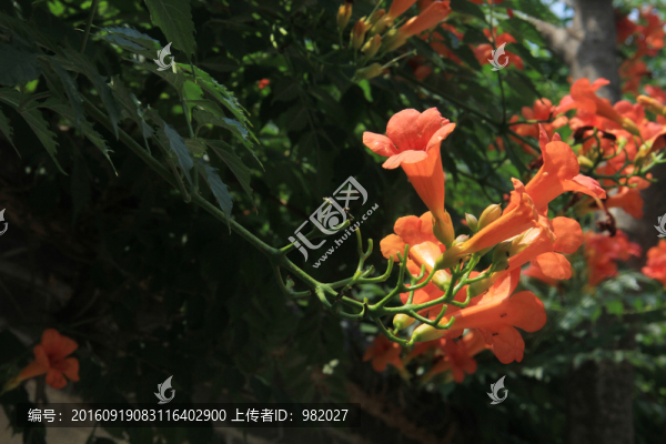 凌霄花