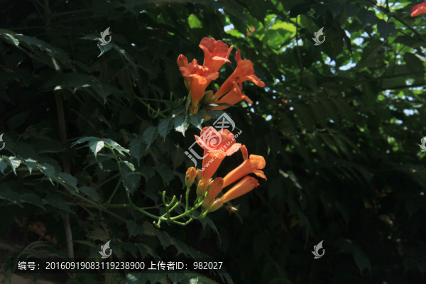 凌霄花