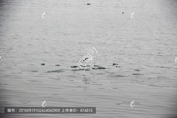 海鷗