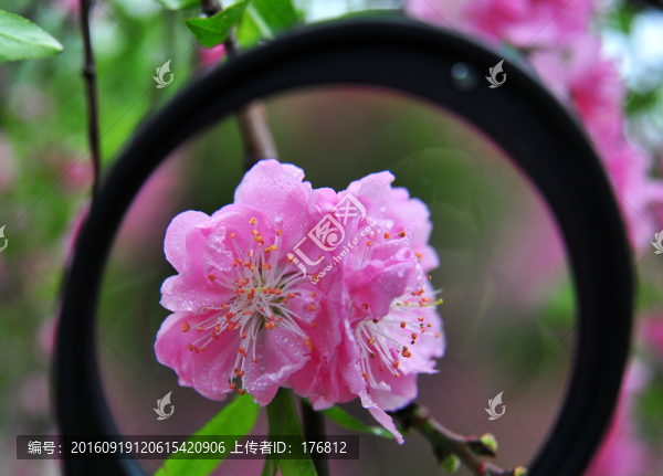 桃花朵朵