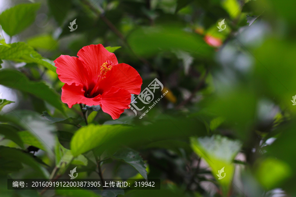 扶桑花