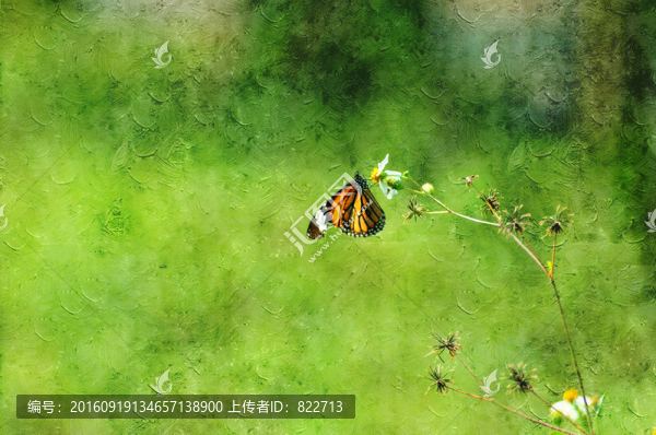 蝴蝶油畫