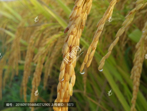 雨露中的稻穗