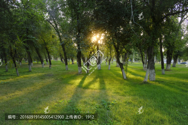 樹林