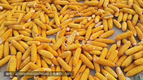 玉米棒子