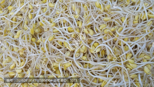 農(nóng)村手工黃豆芽