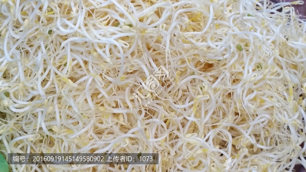 農(nóng)村手工綠豆芽