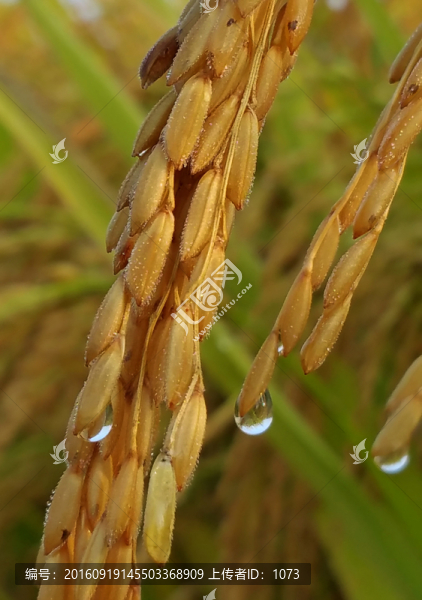 中秋稻穗