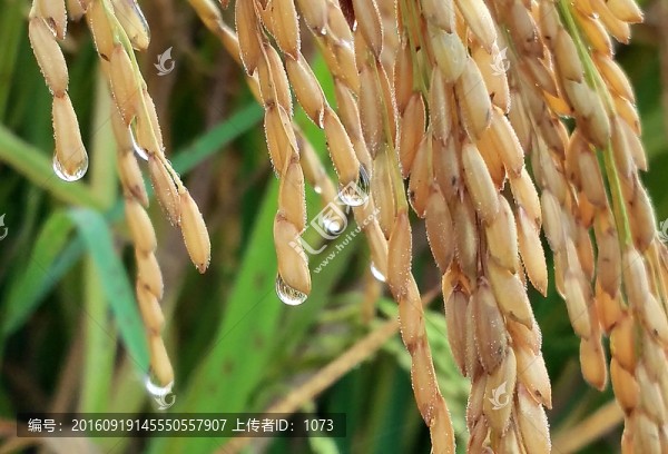 金秋稻穗
