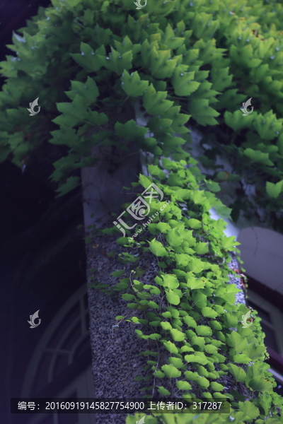 爬山虎