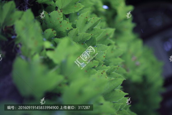 爬山虎