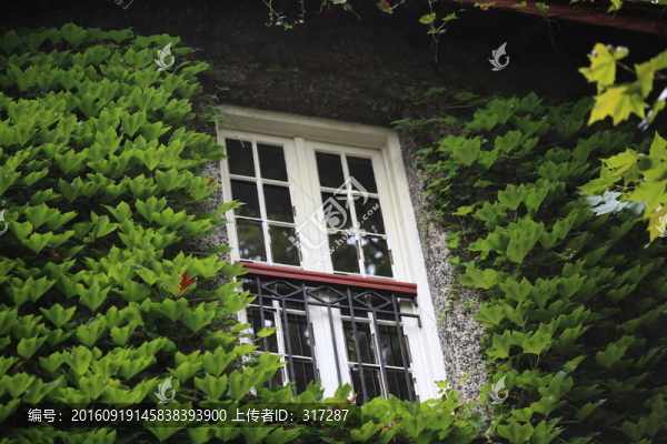 爬山虎